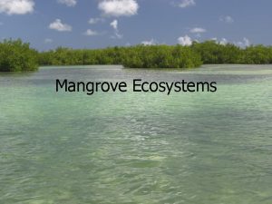Mangrove Ecosystems What are Mangroves Mangroves are plants