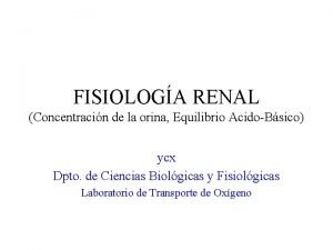 FISIOLOGA RENAL Concentracin de la orina Equilibrio AcidoBsico