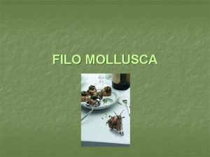 FILO MOLLUSCA Caractersticas Gerais n n n n