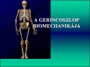 A GERINCOSZLOP BIOMECHANIKJA Gerincoszlop A gerinc csontjai s