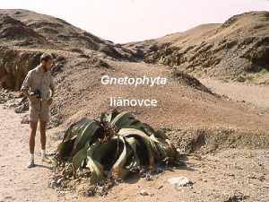 Gnetophyta linovce znaky rostliny se znaky nahosemennch vajka