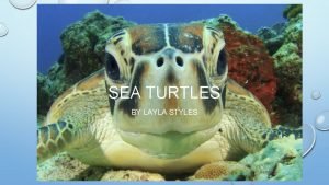 SEA TURTLES BY LAYLA STYLES HABITAT TURTLES LIVE