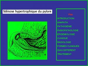 Olive pylorique