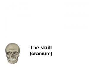 The skull cranium I Neurocranial skull bones protection