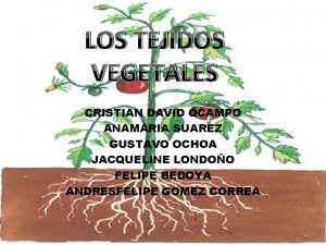 LOS TEJIDOS VEGETALES CRISTIAN DAVID OCAMPO ANAMARIA SUAREZ