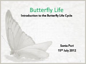 Life cycle of a butterfly with pasta