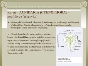 Kme ACNIDARIA CTENOPHORA nephlivce rebrovky Miesto phlivch buniek