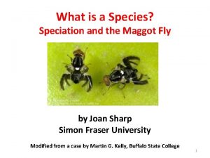 What is a Species Speciation and the Maggot