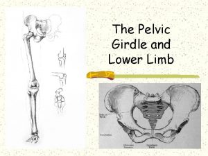 The Pelvic Girdle and Lower Limb Pelvic hip