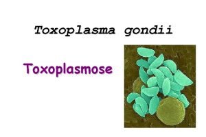 Toxoplasmasmosis