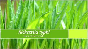 Rickettsia typhi Domina Petric MD Etiology Rickettsia typhi