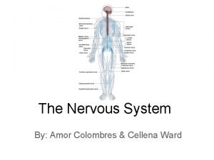 Arthropod nervous system
