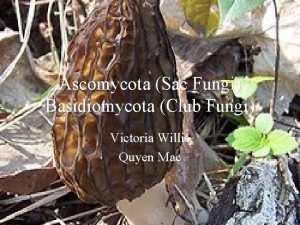 Examples of club fungi