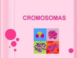 CROMOSOMAS Cromosomas Partes de un cromosoma Clasificacin Anormalidades