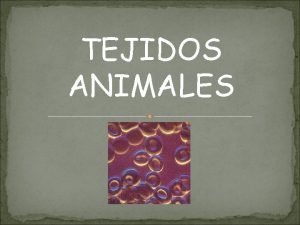 TEJIDOS ANIMALES Tipos de tejidos animales Tejido epitelial