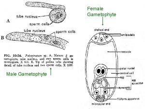 Female Gametophyte Male Gametophyte Ovary and 5 stigma