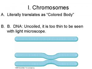 I Chromosomes A Literally translates as Colored Body I Chromosomes A Literally translates as Colored Body