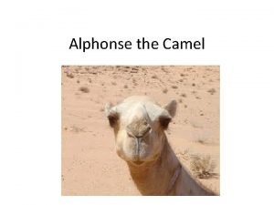 Alphonse the camel