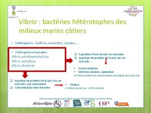 Vibrio bactries htrotophes des milieux marins ctiers Pathognes