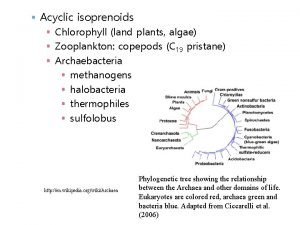 Acyclic isoprenoids Chlorophyll land plants algae Zooplankton copepods