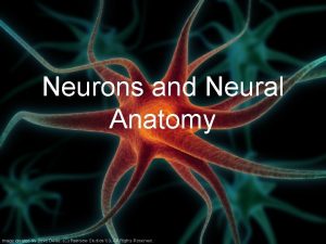 Neurons and Neural Anatomy Nervous System Central nervous Neurons and Neural Anatomy Nervous System Central nervous