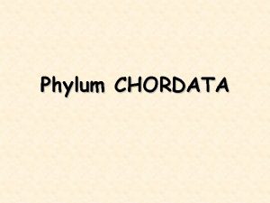 Phylum CHORDATA Subphylum Tunicata 3000 Subphylum Acrania 30