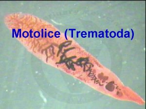 Motolice Trematoda ivoichov Animalia Plotnci Plathelminthes Plotnky Turbellaria