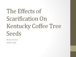 How to scarify kentucky coffee tree seeds How to scarify kentucky coffee tree seeds