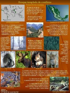 Animales del altiplano