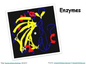 Enzymes Image Enzyme Carbonic Anhydrase Labrador 2 From