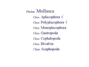 Phylum Mollusca Aplacophora Class Polyplacophora Class Monoplacophora Class