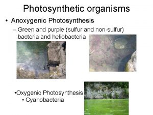 Photosynthetic organisms Anoxygenic Photosynthesis Green and purple sulfur