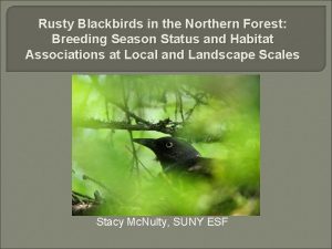 Rusty Blackbirds in the Northern Forest Breeding Season