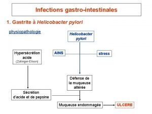 Infections gastrointestinales 1 Gastrite Helicobacter pylori physiopathologie Hyperscrtion