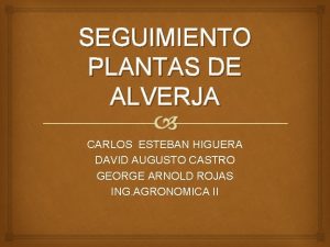 SEGUIMIENTO PLANTAS DE ALVERJA CARLOS ESTEBAN HIGUERA DAVID