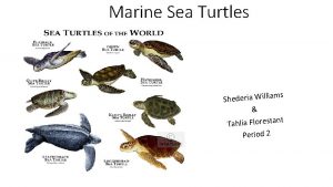 Marine Sea Turtles ms Shederia Willia t Tahlia