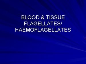 Blood and tissue flagellates