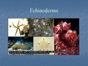 Echinoderms characteristics