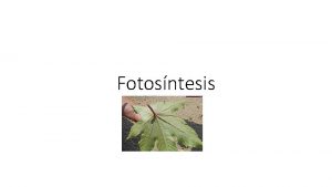 Fotosntesis Cloroplasto Estomas y cloroplastos Ubicacin Cloroplastos CLOROPLASTOS