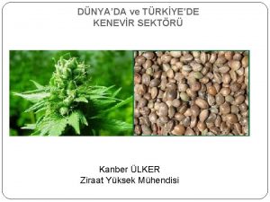 DNYADA ve TRKYEDE KENEVR SEKTR Kanber LKER Ziraat