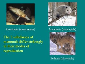 Prototheria monotremes Metatheria marsupials The 3 subclasses of