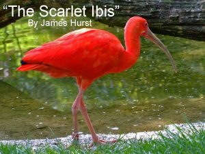 The Scarlet Ibis By James Hurst Targeted Arizona