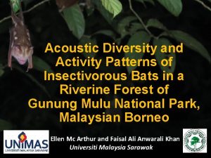 Acoustic Diversity and Activity Patterns of Insectivorous Bats