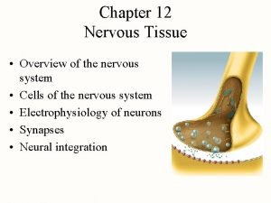 Chapter 12 Nervous Tissue Overview of the nervous