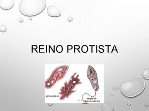 REINO PROTISTA CARACTERSTICAS SERES EUCARIONTES AUTTROFOS ALGAS HETERTROFOS