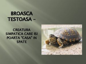 Broasca testoasa cu tample rosii