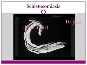 Schistosomiasis 07 28 7 2015 Dr jaga deesh