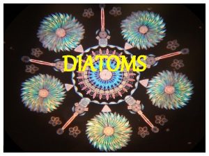 DIATOMS CHARACTERISTICS INTRODUCING ME Characteristic 1 Diatoms are