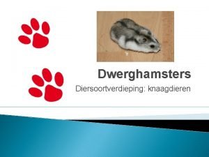 Russische dwerghamster verzorging