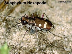 Subphylum Hexapoda Subphylum Hexapoda Statistika Subphylum Hexapoda U
